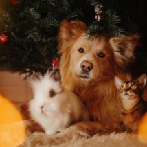 Schroniska wstrzymują adopcje psów i kotów w Święta