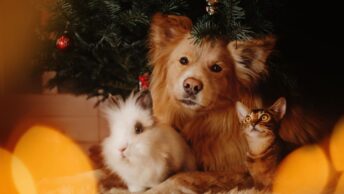 Schroniska wstrzymują adopcje psów i kotów w Święta