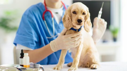 szczepienia psów